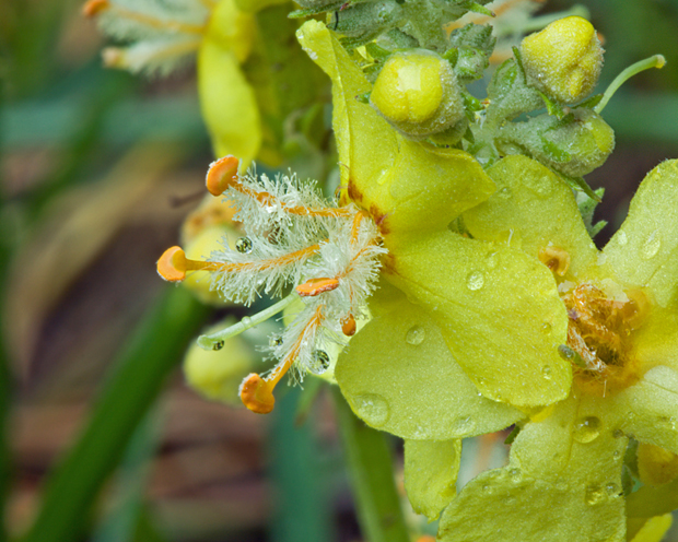 divozel kukučkovitý Verbascum lychnitis L.