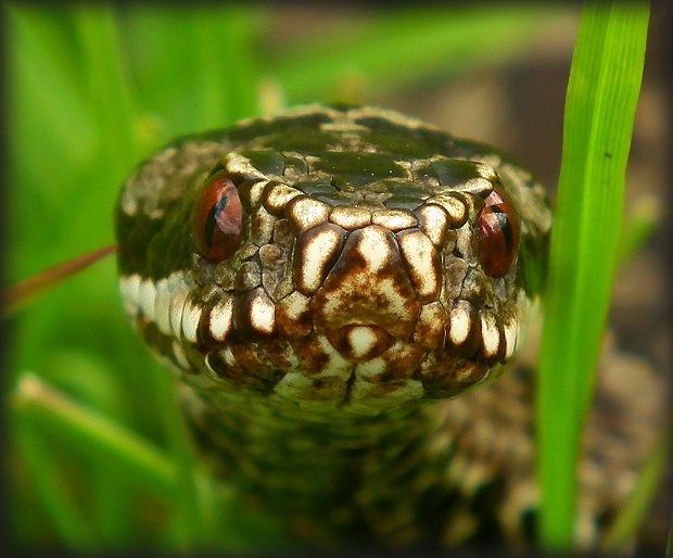 vretenica severná Vipera berus