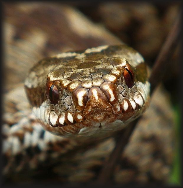 vretenica severná Vipera berus