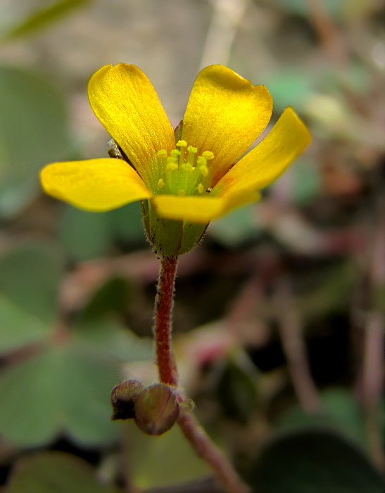 kysličkovec rožkatý Xanthoxalis corniculata  (L.) Small