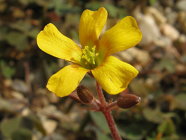 kysličkovec rožkatý Xanthoxalis corniculata (L.) Small