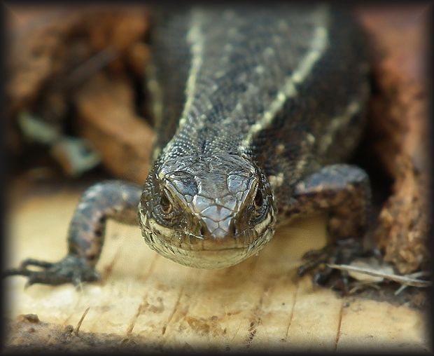 jašterica živorodá Zootoca vivipara