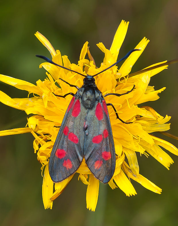 vretienka obyčajná Zygaena filipendulae