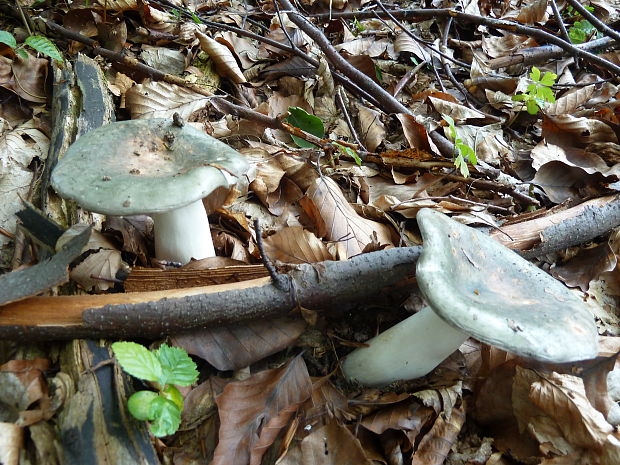 plávka zelenkastá Russula virescens (Schaeff.) Fr.