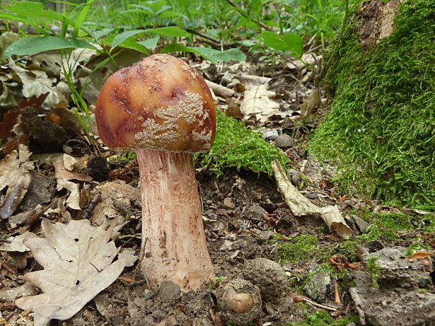 muchotrávka červenkastá Amanita rubescens Pers.