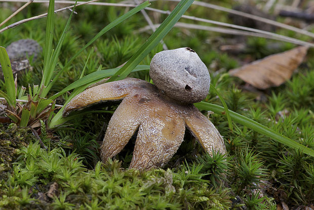 hviezdovec vlahojavný Astraeus hygrometricus (Pers.) Morgan