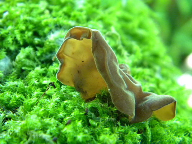 uchovec bazový Auricularia auricula-judae (Bull.) Quél.