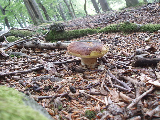 hríb smrekový Boletus edulis Bull.