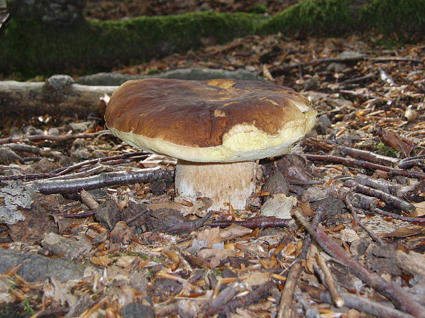 hríb smrekový Boletus edulis Bull.