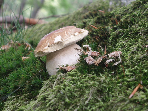 hríb smrekový Boletus edulis Bull.