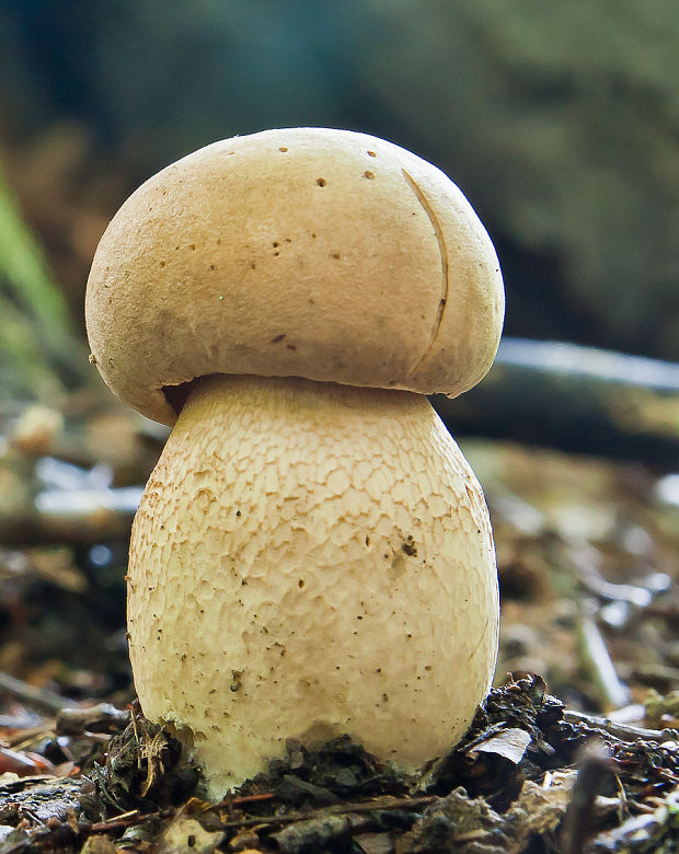 hríb dubový Boletus reticulatus Schaeff.