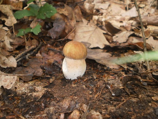 hríb dubový Boletus reticulatus Schaeff.