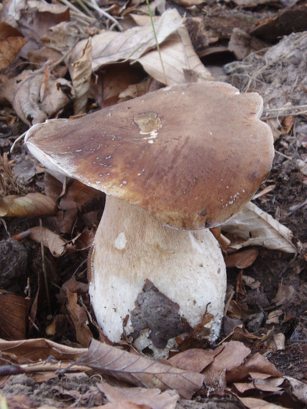 hríb dubový Boletus reticulatus Schaeff.