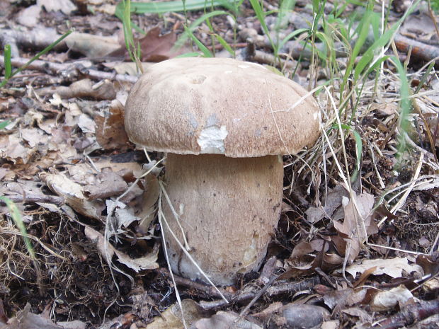 hríb dubový Boletus reticulatus Schaeff.