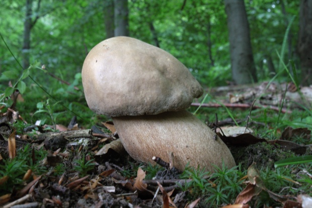 hríb dubový Boletus reticulatus Schaeff.