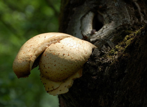 pstřeňovec dubový Buglossoporus quercinus (Schrad.) Kotl. & Pouzar