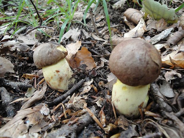 hríb príveskatý Butyriboletus appendiculatus (Schaeff. ex Fr.) Secr.