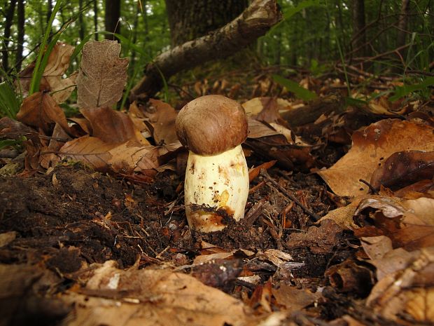 hríb príveskatý Butyriboletus appendiculatus (Schaeff. ex Fr.) Secr.