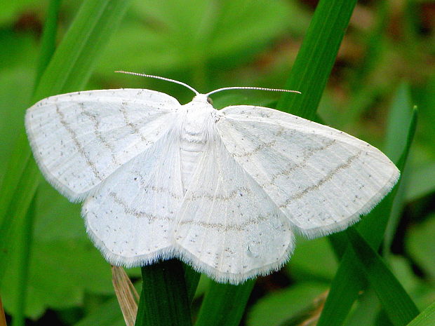 listnatka biela  - samička Cabera pusaria  Linnaeus, 1758