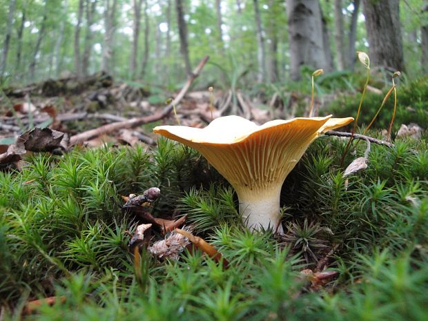 kuriatko Cantharellus sp.