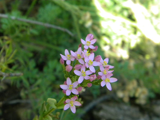 zemežlč menšia Centaurium erythraea Rafn