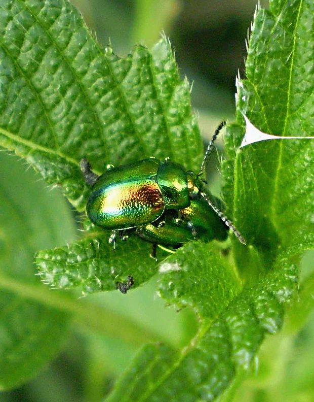 liskavka dúhova Chrysolina fastuosa Scopoli, 1763