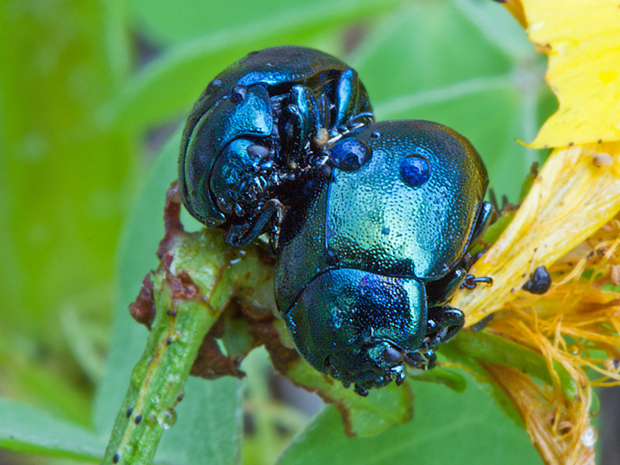 liskavka Chrysolina varians