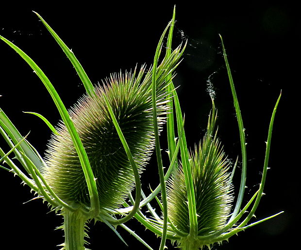 štetka laločnatá Dipsacus laciniatus L.