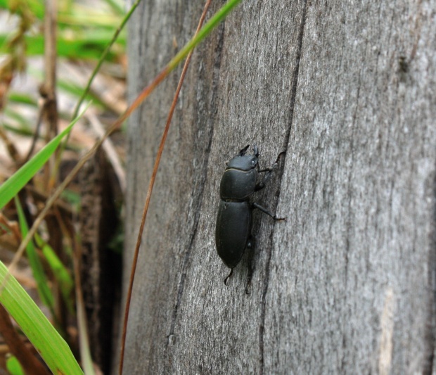 roháčik obyčajný Dorcus parellelopipedus