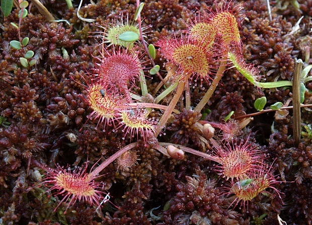 rosička okrúhlolistá Drosera rotundifolia L.