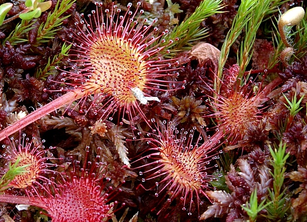 rosička okrúhlolistá Drosera rotundifolia L.