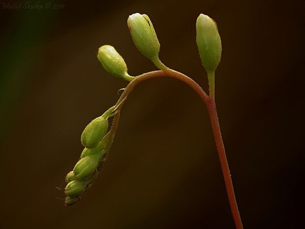 rosička okrúhlolistá Drosera rotundifolia L.