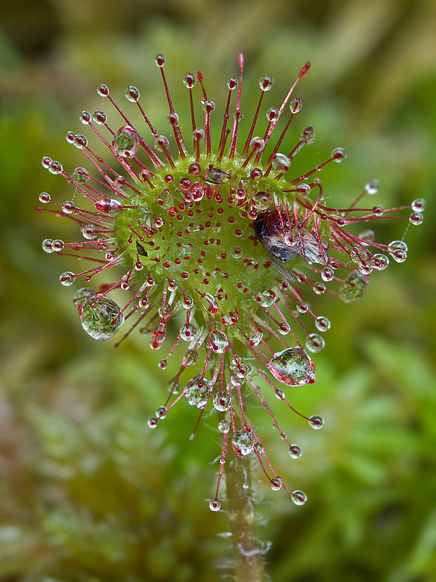 rosička okrúhlolistá Drosera rotundifolia L.