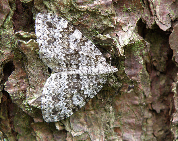 piadivka brusnicová / píďalka horská Entephria caesiata Denis & Schiffermüller, 1775