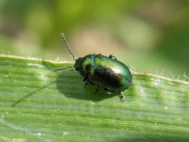 liskavka Gastrophysa viridula