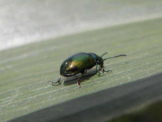 liskavka Gastrophysa viridula