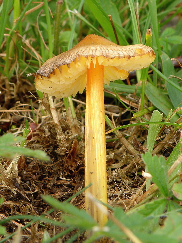 lúčnica hrotitá Hygrocybe acutoconica (Clem.) Singer