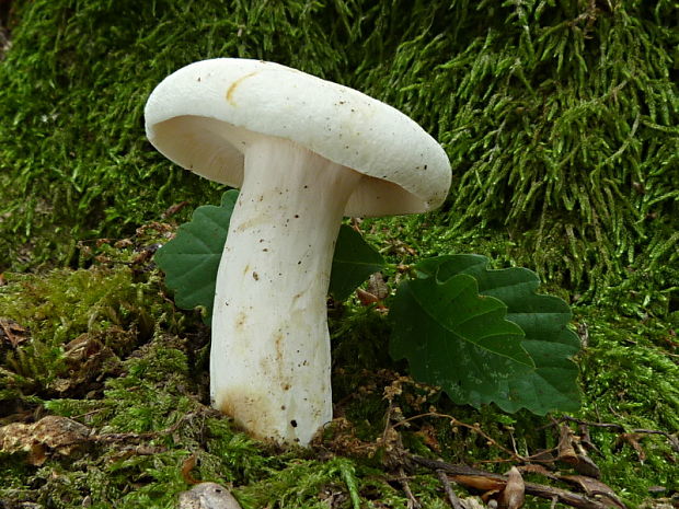 rýdzik korenistý Lactarius piperatus (L.) Pers.