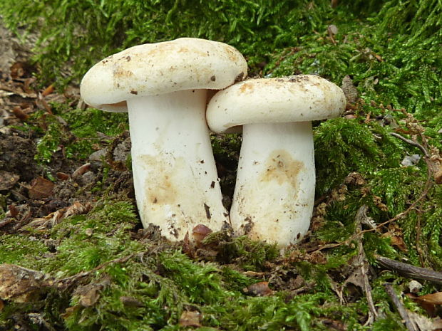 rýdzik korenistý Lactarius piperatus (L.) Pers.