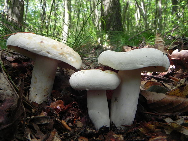 rýdzik korenistý Lactarius piperatus (L.) Pers.