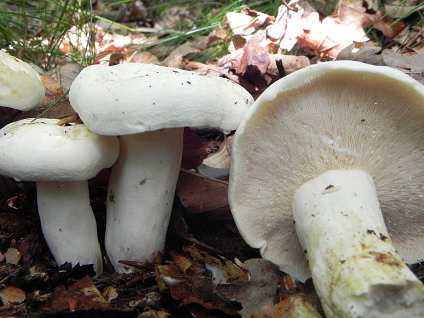 rýdzik korenistý Lactarius piperatus (L.) Pers.