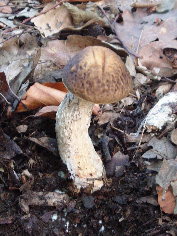 kozák hrabový Leccinum pseudoscabrum (Kallenb.) Šutara