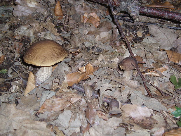 kozák hrabový Leccinum pseudoscabrum (Kallenb.) Šutara