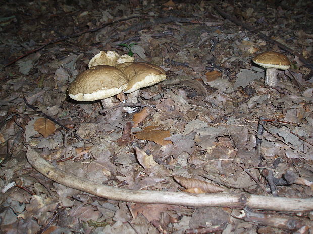 kozák hrabový Leccinum pseudoscabrum (Kallenb.) Šutara