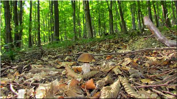 kozák hrabový Leccinum pseudoscabrum (Kallenb.) Šutara