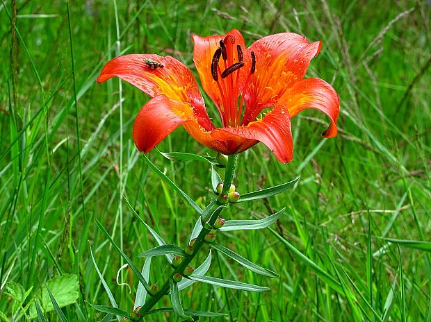 ľalia cibuľkonosná-lilie cibulkonosná Lilium bulbiferum L.