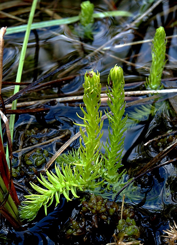 plavúnec zaplavovaný Lycopodiella inundata (L.) Holub