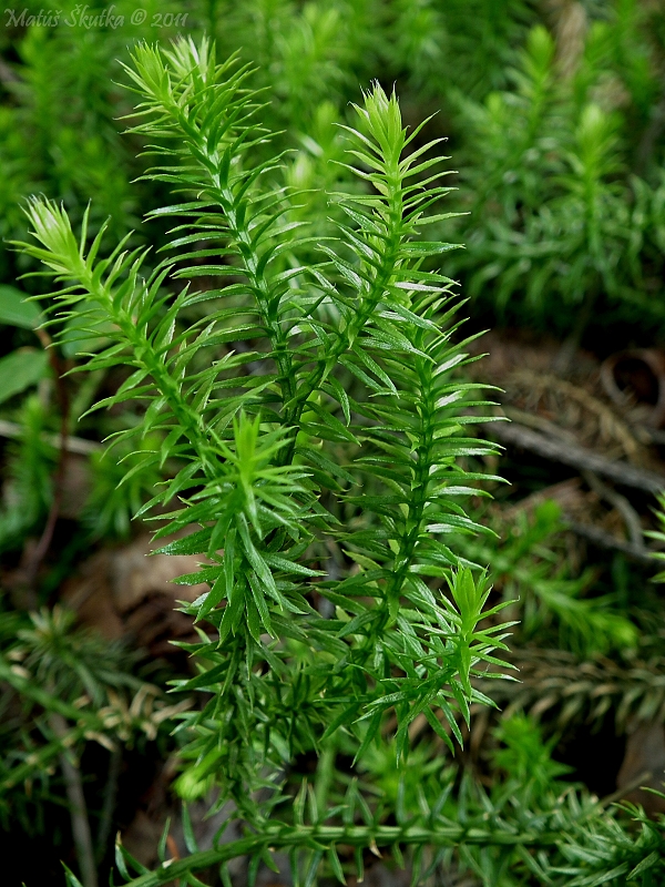 plavúň pučivý Lycopodium annotinum L.