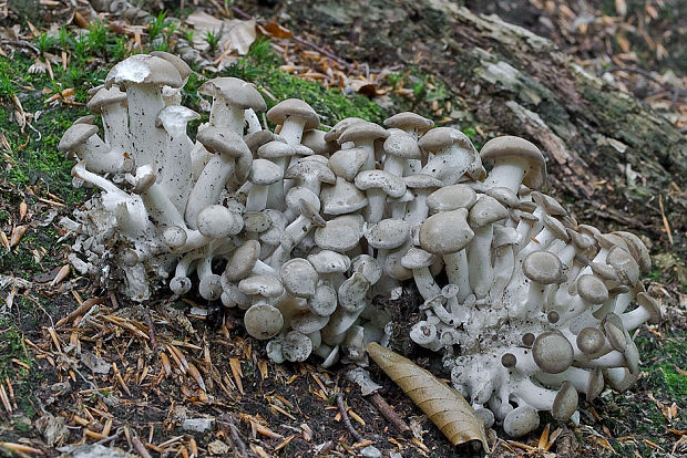 strmulec nakopený Lyophyllum decastes (Fr.) Singer