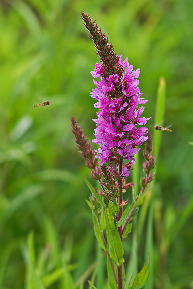 vrbica vŕbolistá Lythrum salicaria L.